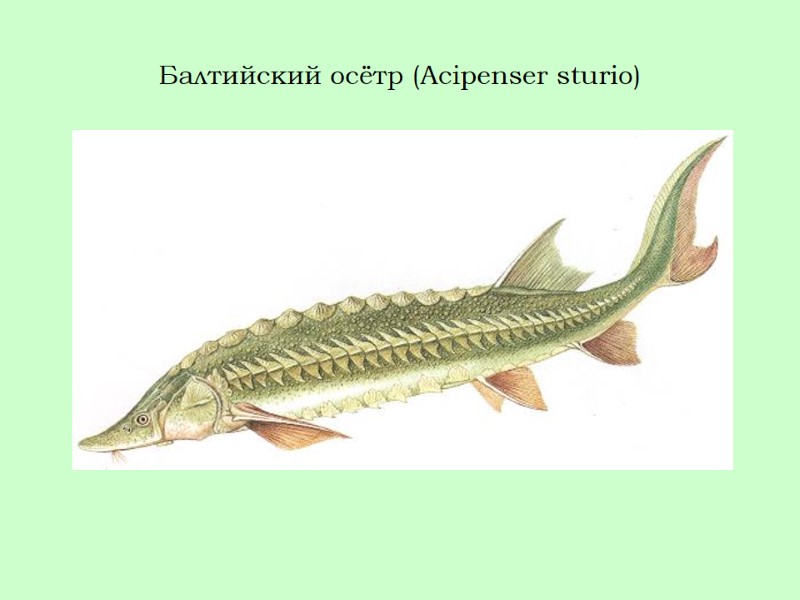 Балтийский осётр (Acipenser sturio)